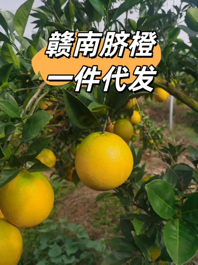 赣南脐橙电商一件代发