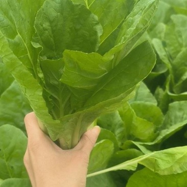 当季新品杭白菜开始丰收了