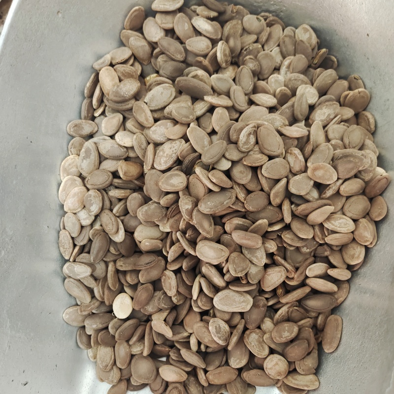 瓜蒌仁，，瓜蒌籽药用，一手货源，价格实惠，一件代发批发