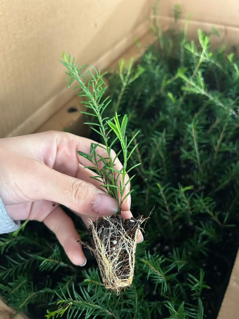 腊梅平头中白