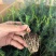 腊梅平头中白