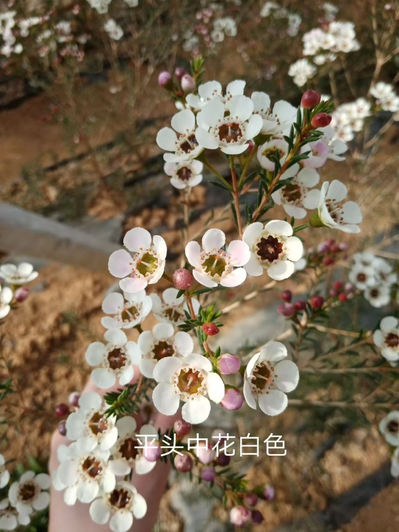 腊梅平头中白