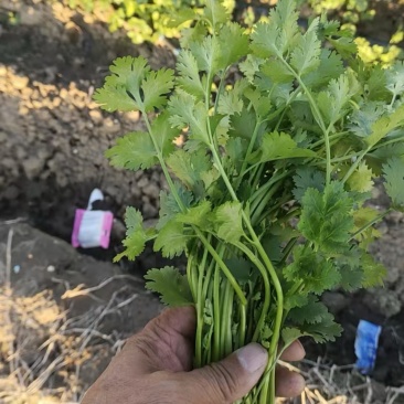 河北香菜，小叶香菜，精品一级货，货源充足