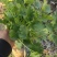 河北香菜，小叶香菜，精品一级货，货源充足