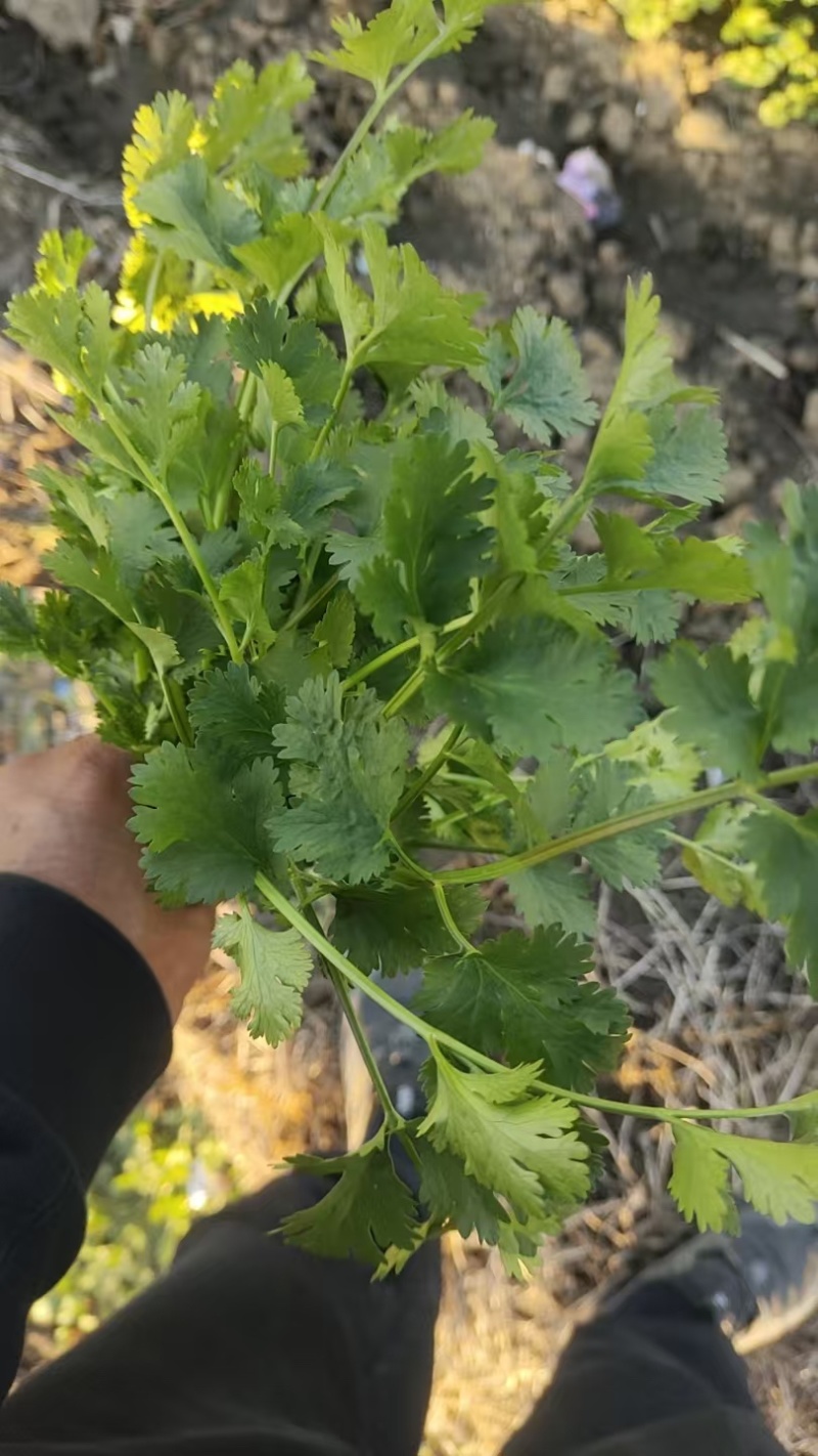 河北香菜，小叶香菜，精品一级货，货源充足