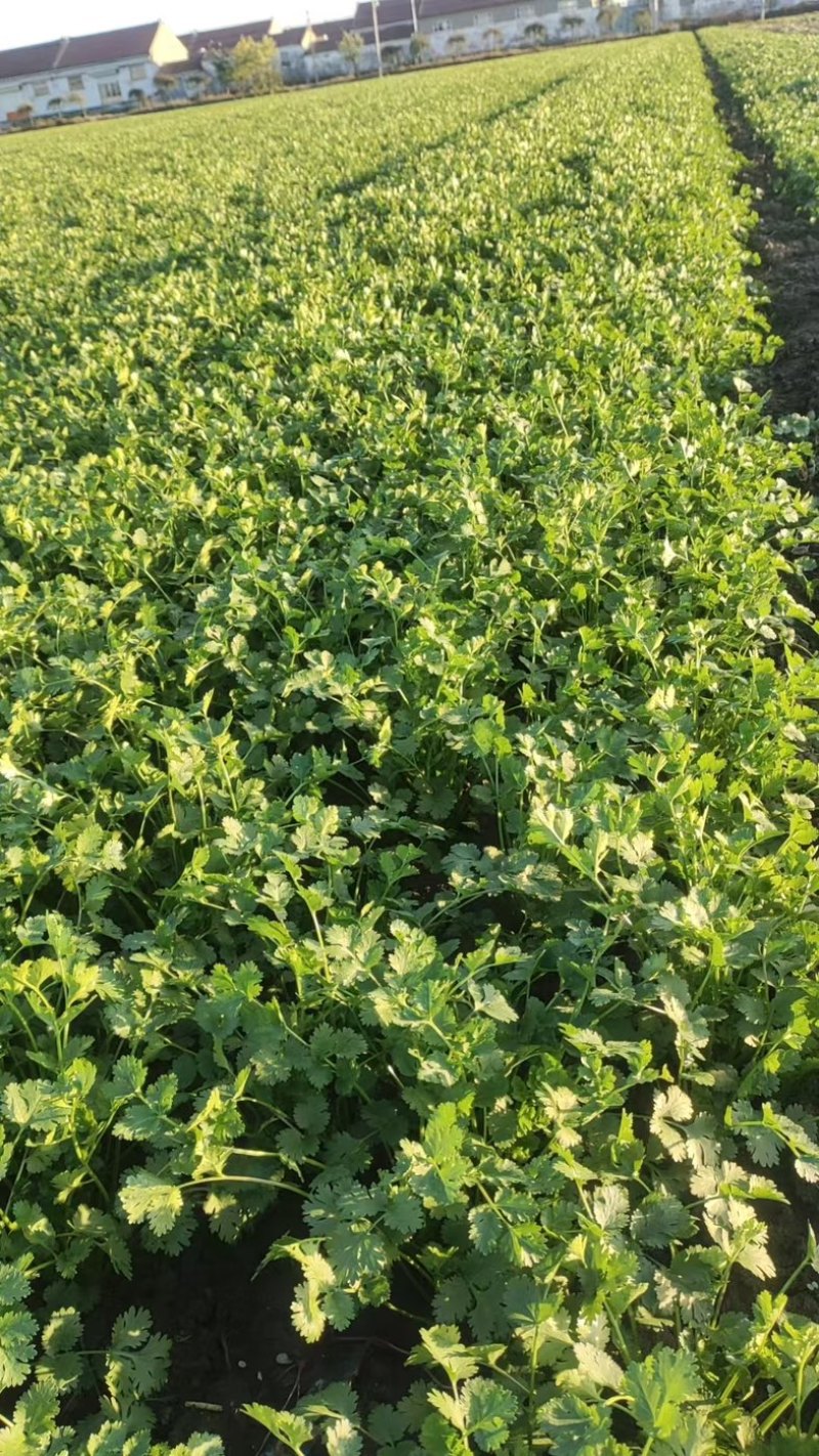 河北香菜，小叶香菜，精品一级货，货源充足
