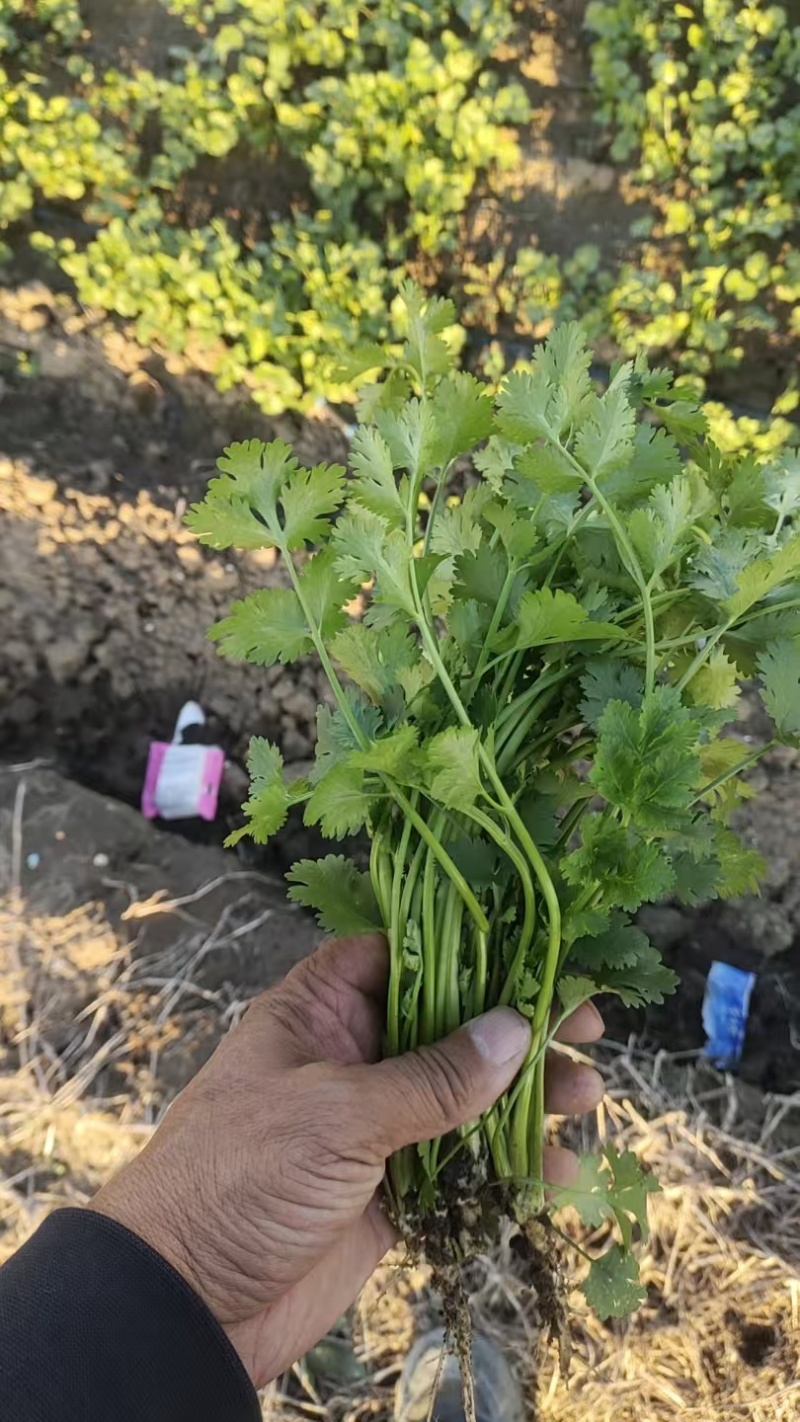 河北香菜，小叶香菜，精品一级货，货源充足
