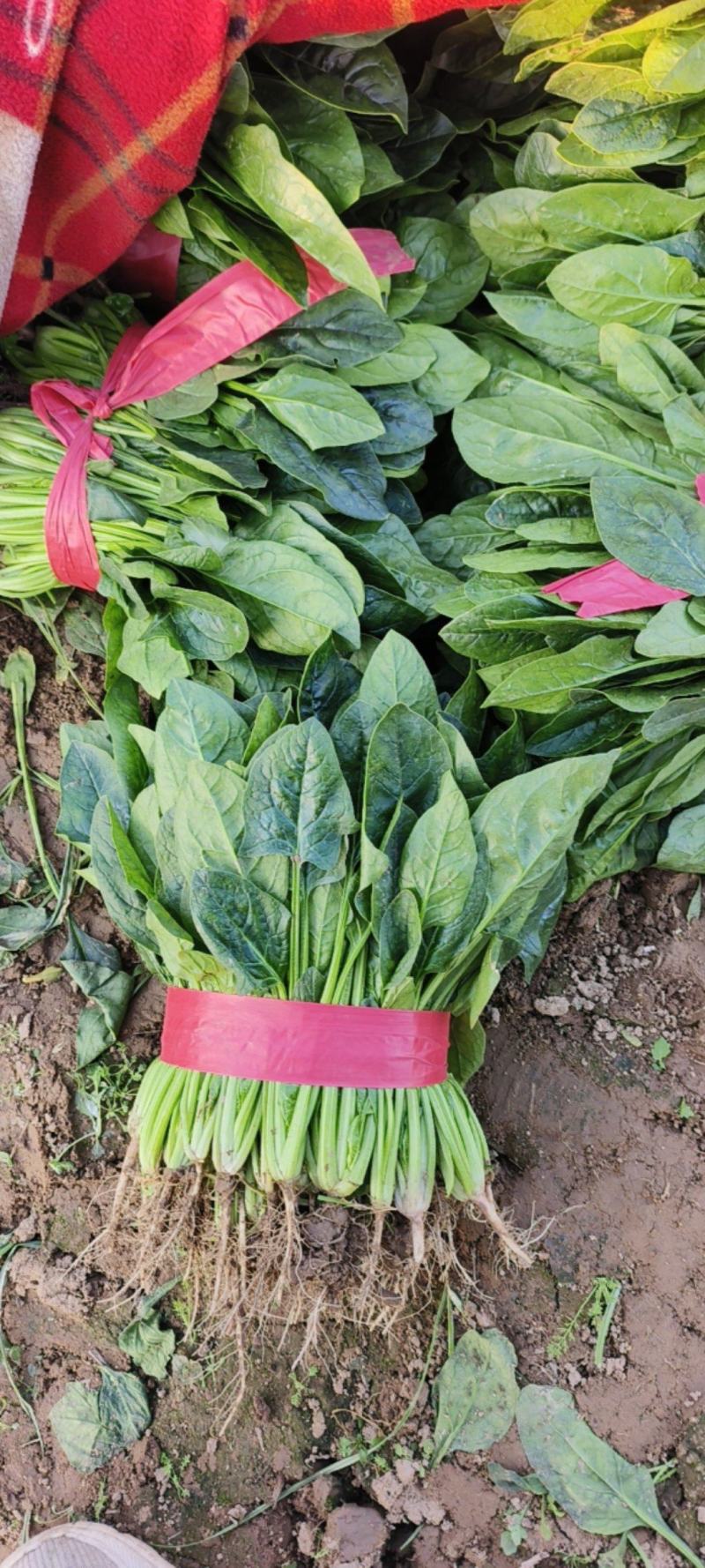精品小菠菜
