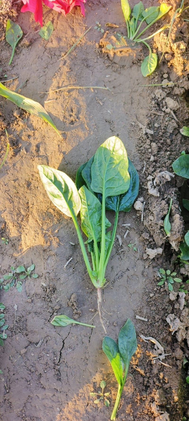 精品小菠菜