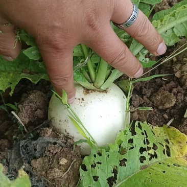 蔬菜