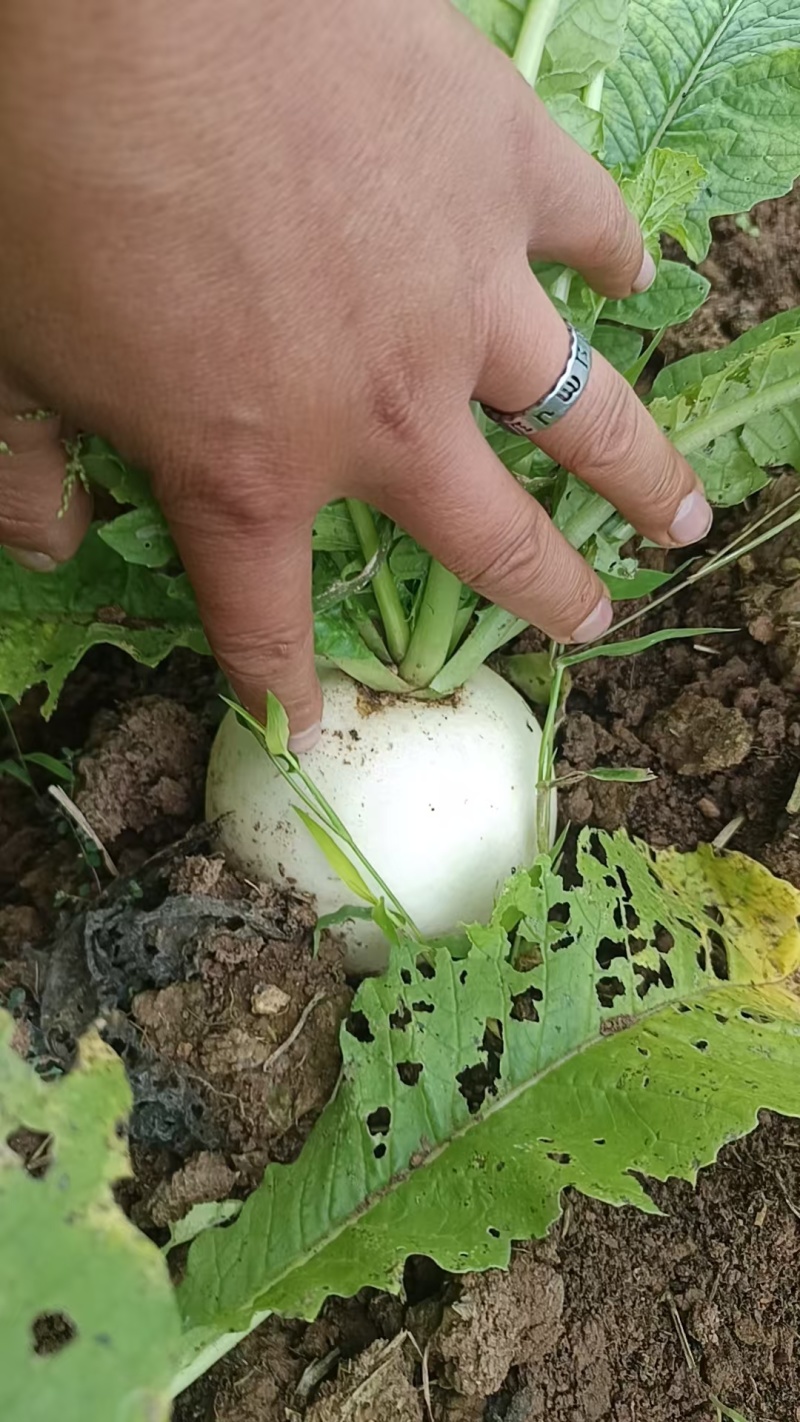 蔬菜