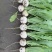 蔬菜