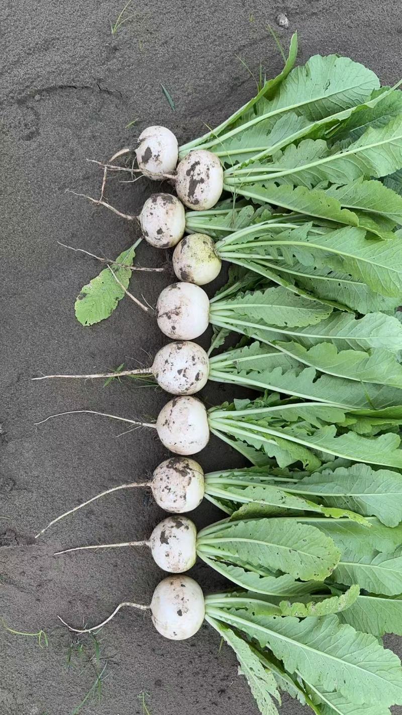 蔬菜