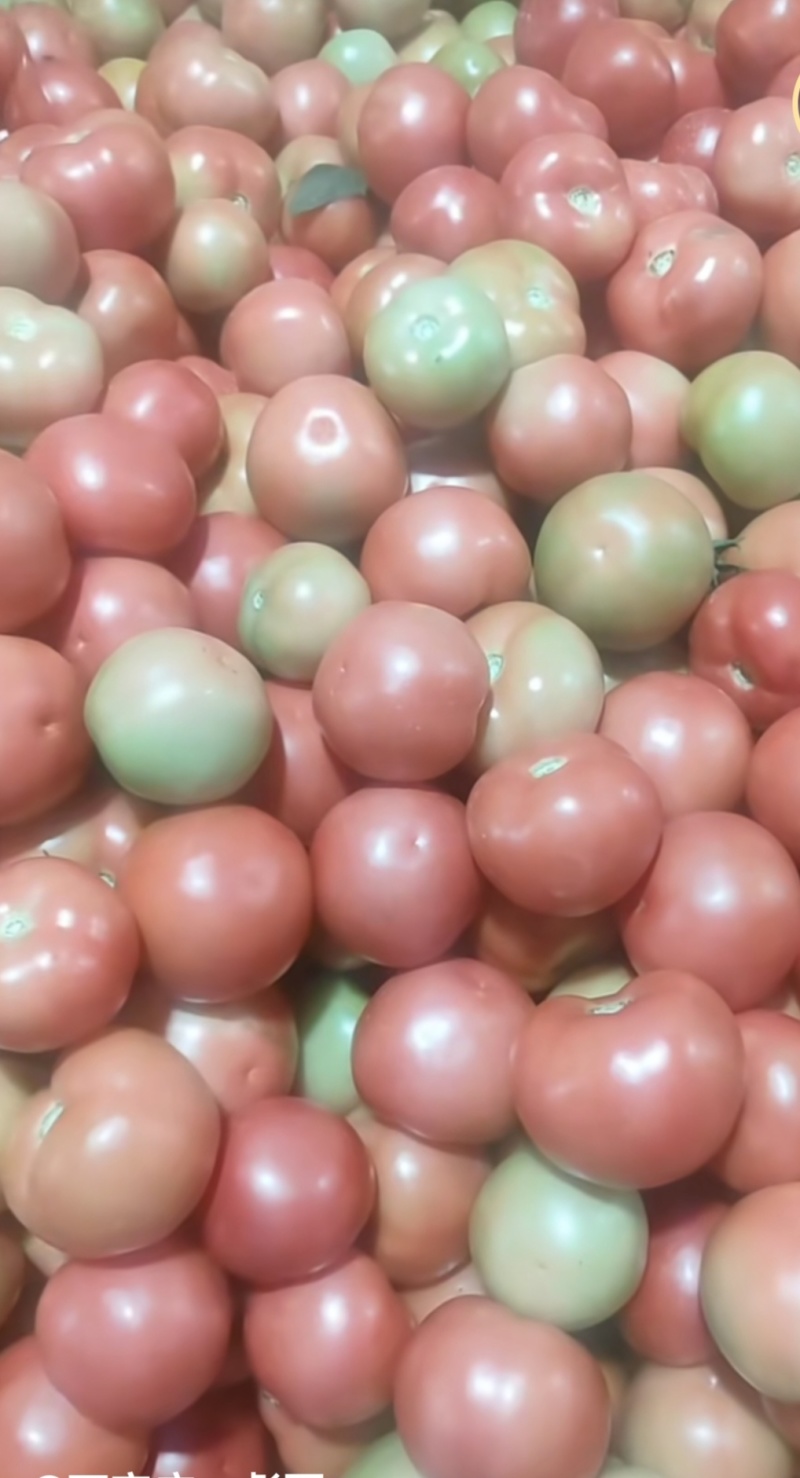 硬粉西红柿