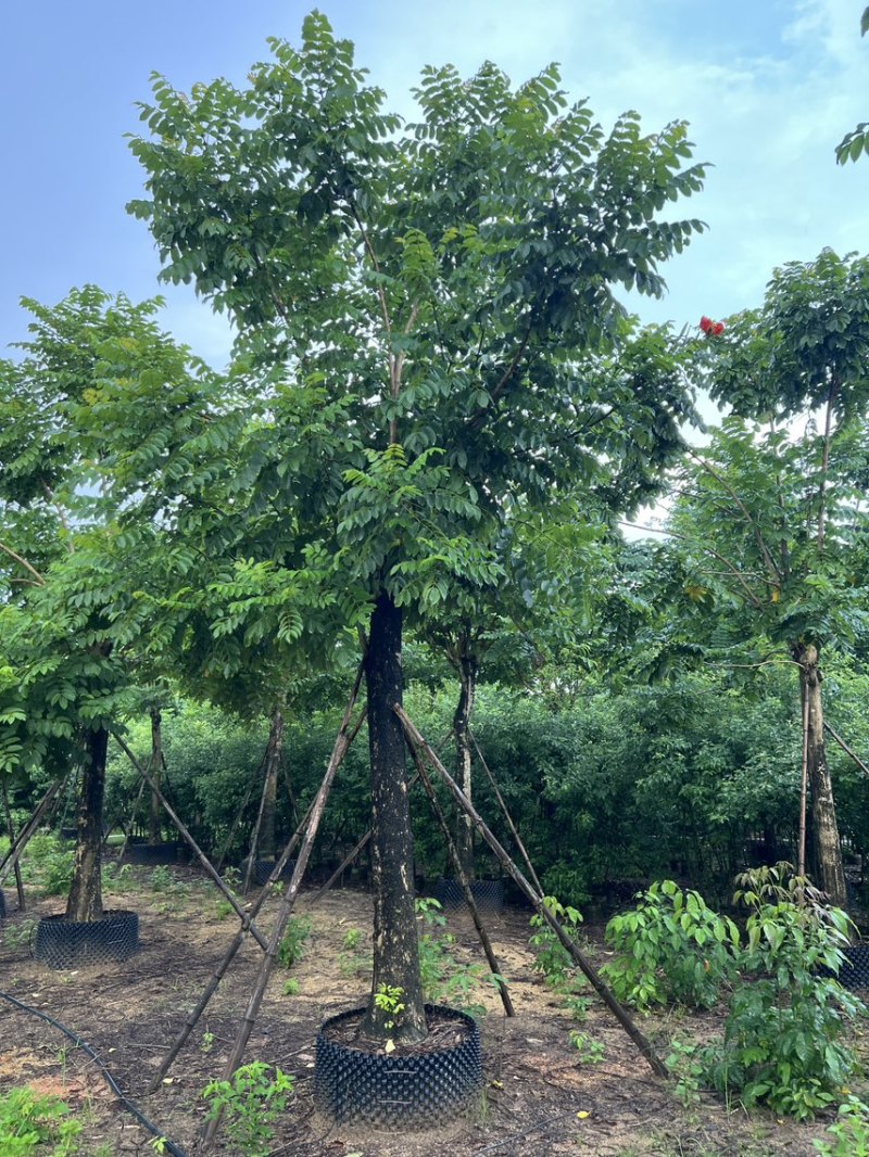 火焰木米径20-25公分产地直销欢迎前来咨询洽谈