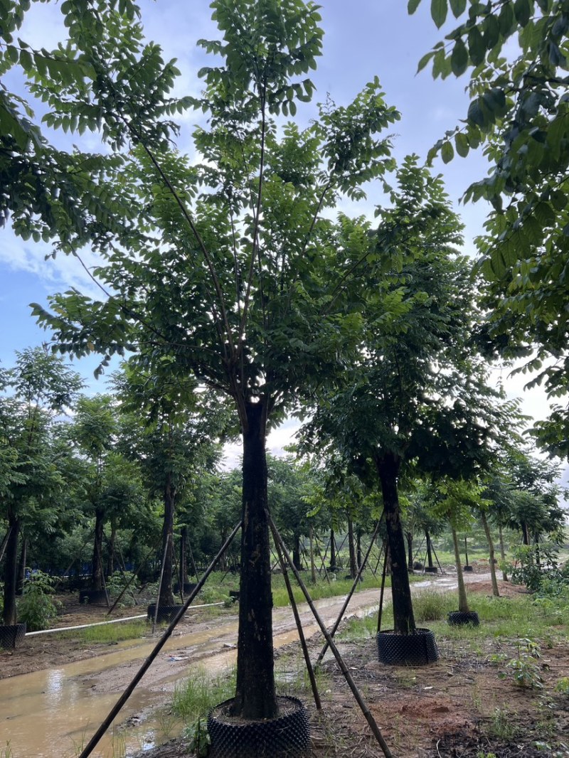 火焰木米径20-25公分产地直销欢迎前来咨询洽谈