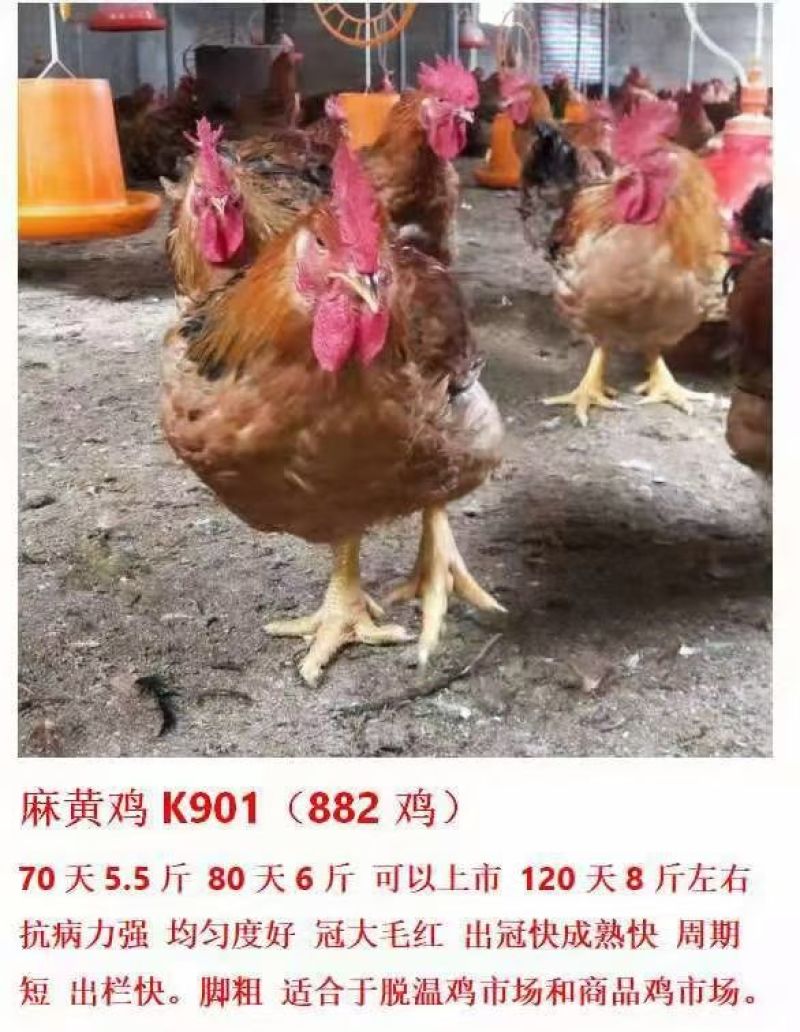 青脚麻，黄鸡，瑶鸡，乌鸡，公母都有，120天的