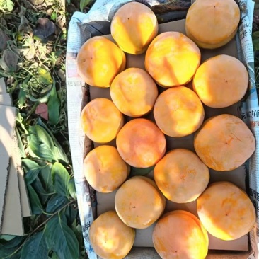 磨盘柿箱装陆地现货不用等带皮直接装车大量供应