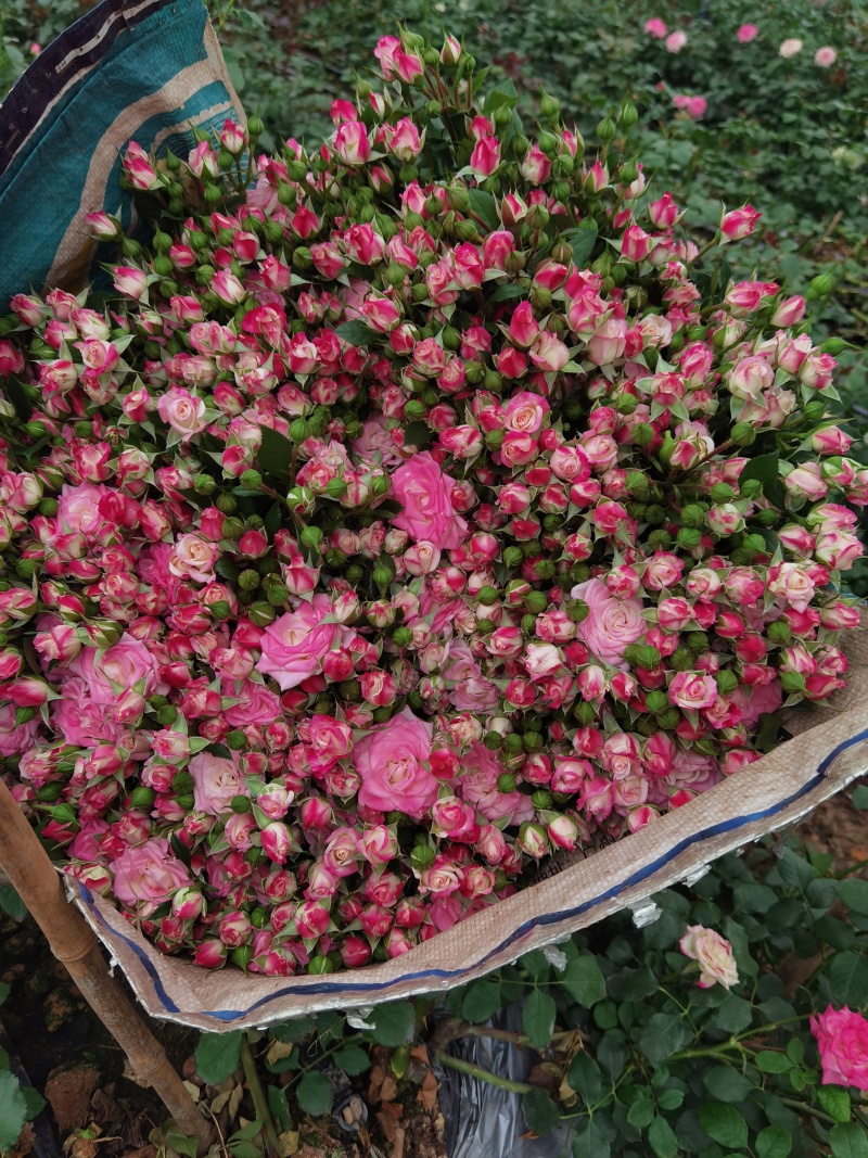 玫瑰花品质保证服务周到产地直发价格美丽