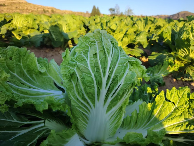 大白菜4亩左右