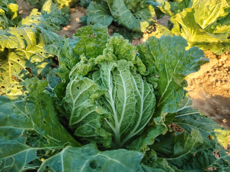 大白菜4亩左右