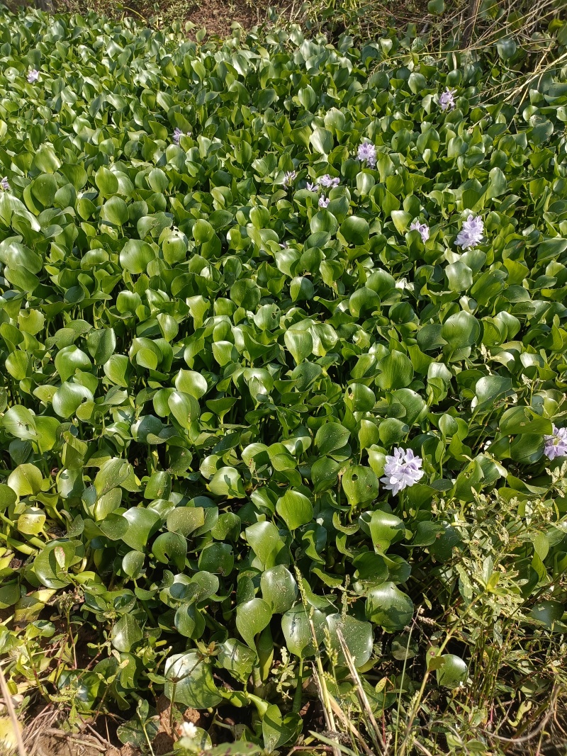 水葫芦水草鱼池造景鱼缸和鱼共养净化水质养鱼虾龟水上植物