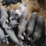 内江生态散养香猪，肉质鲜美，肥而不腻，农家自产，欢迎选购！