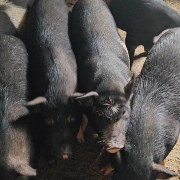 内江生态散养香猪，肉质鲜美，肥而不腻，农家自产，欢迎选购！