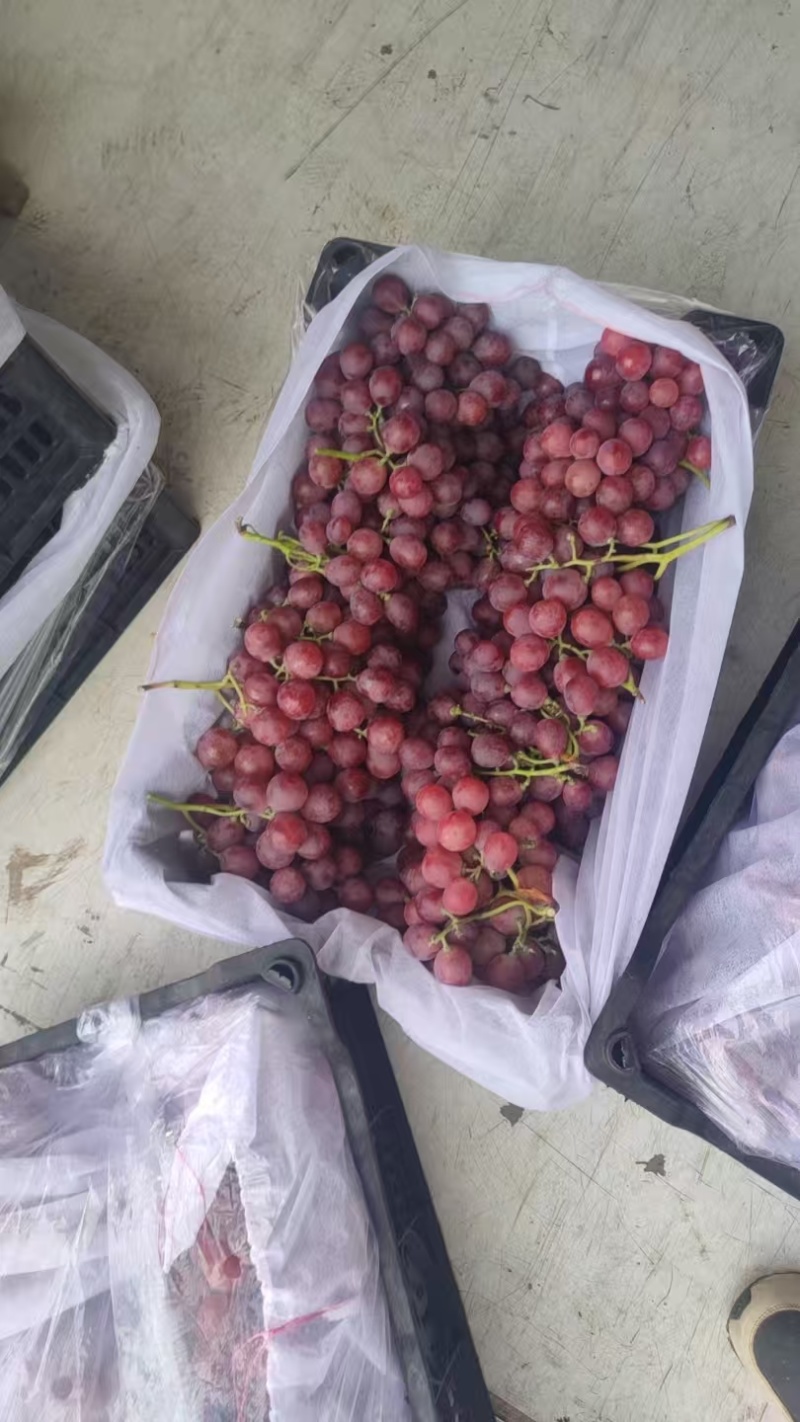 河北石家庄精品红提大量上市质优价廉，欢迎电联
