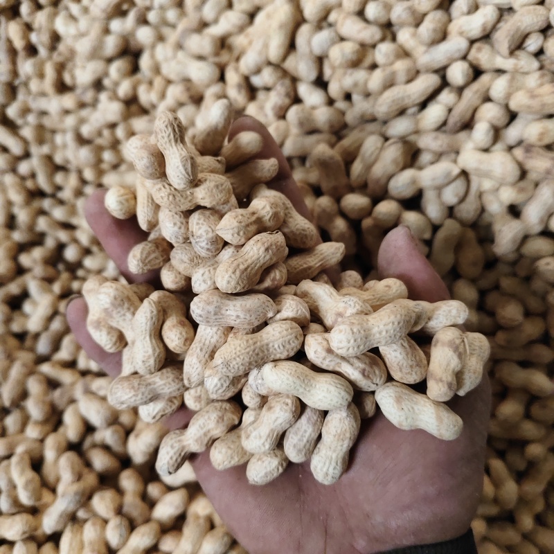 25年小日本小珍珠柴火炒原味熟花生