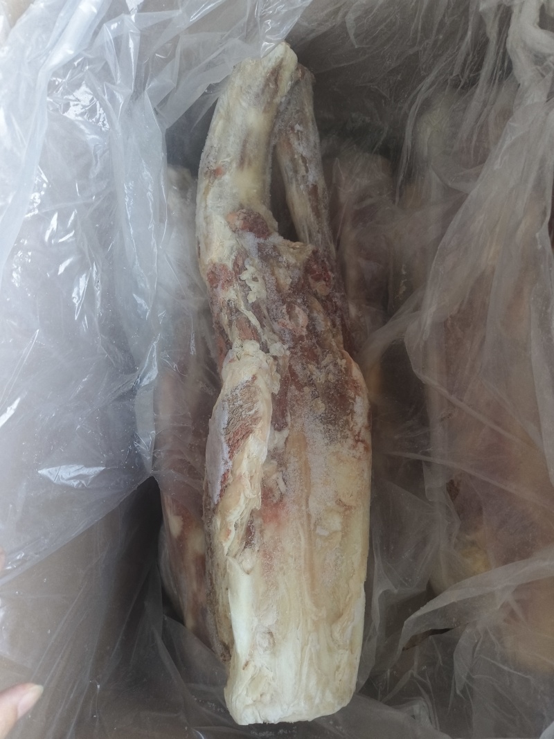 带根牛尾