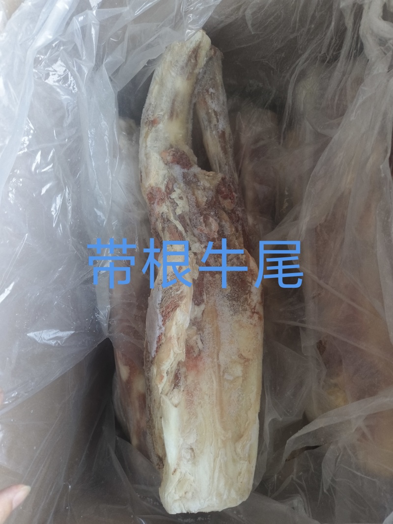 带根牛尾