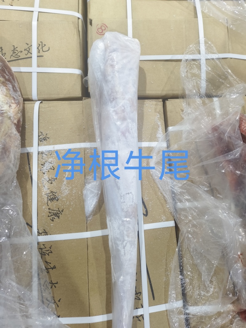 带根牛尾