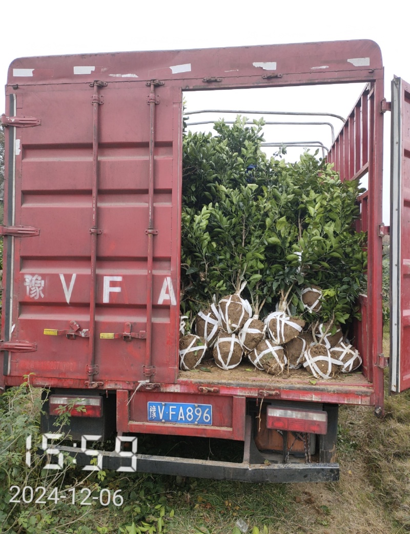 纽荷尔脐橙苗，纽荷尔，橙子苗，支持线上保障交易