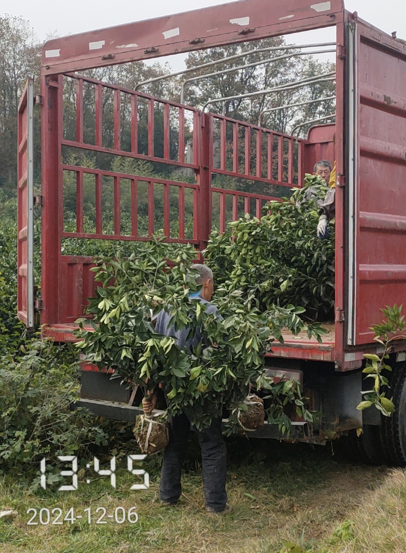 纽荷尔脐橙苗，纽荷尔，橙子苗，支持线上保障交易
