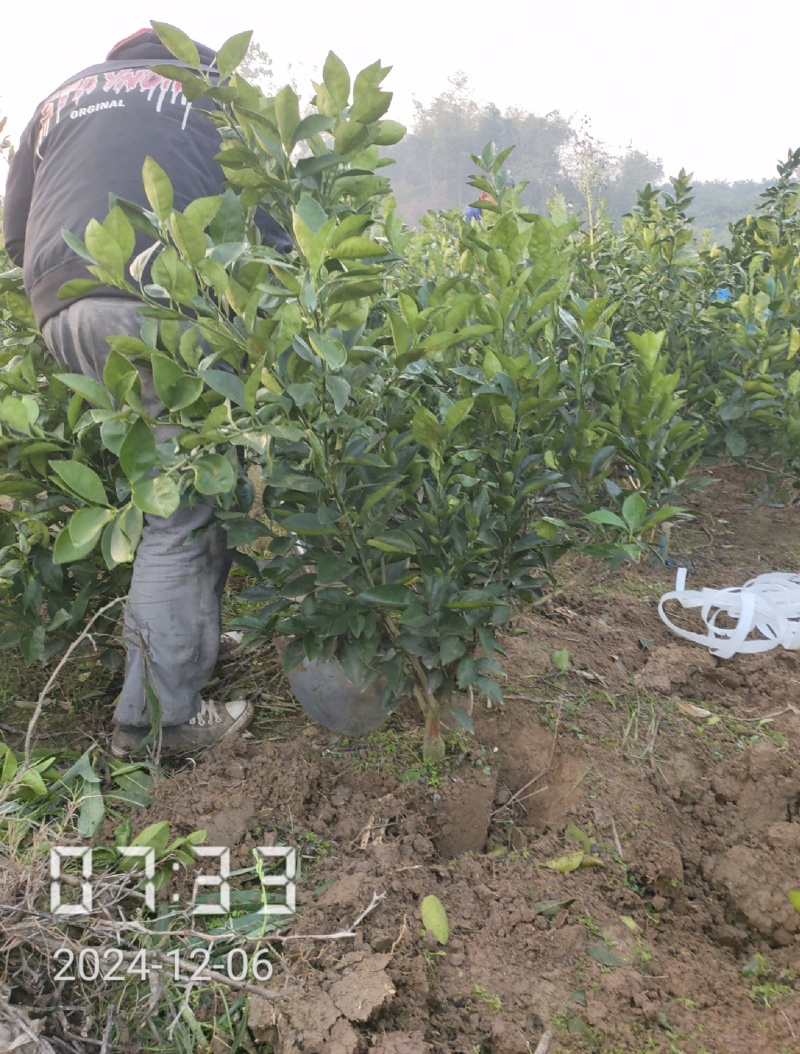 纽荷尔脐橙苗，纽荷尔，橙子苗，支持线上保障交易