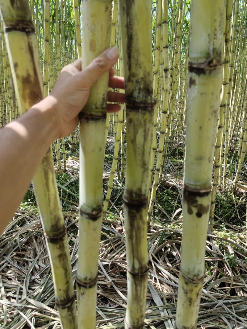 甜蜜甘蔗一级好货