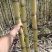 甜蜜甘蔗一级好货