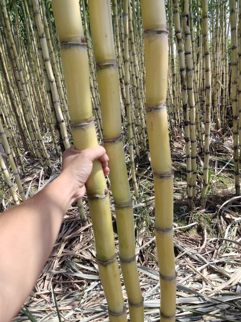 甜蜜甘蔗一级好货