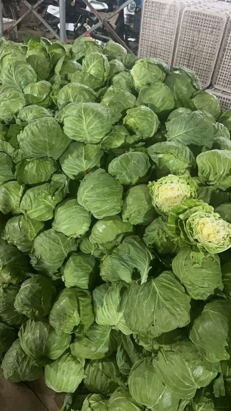 山东聊城精品圆包菜/甘蓝/量大价优/可视频看货/欢迎咨询