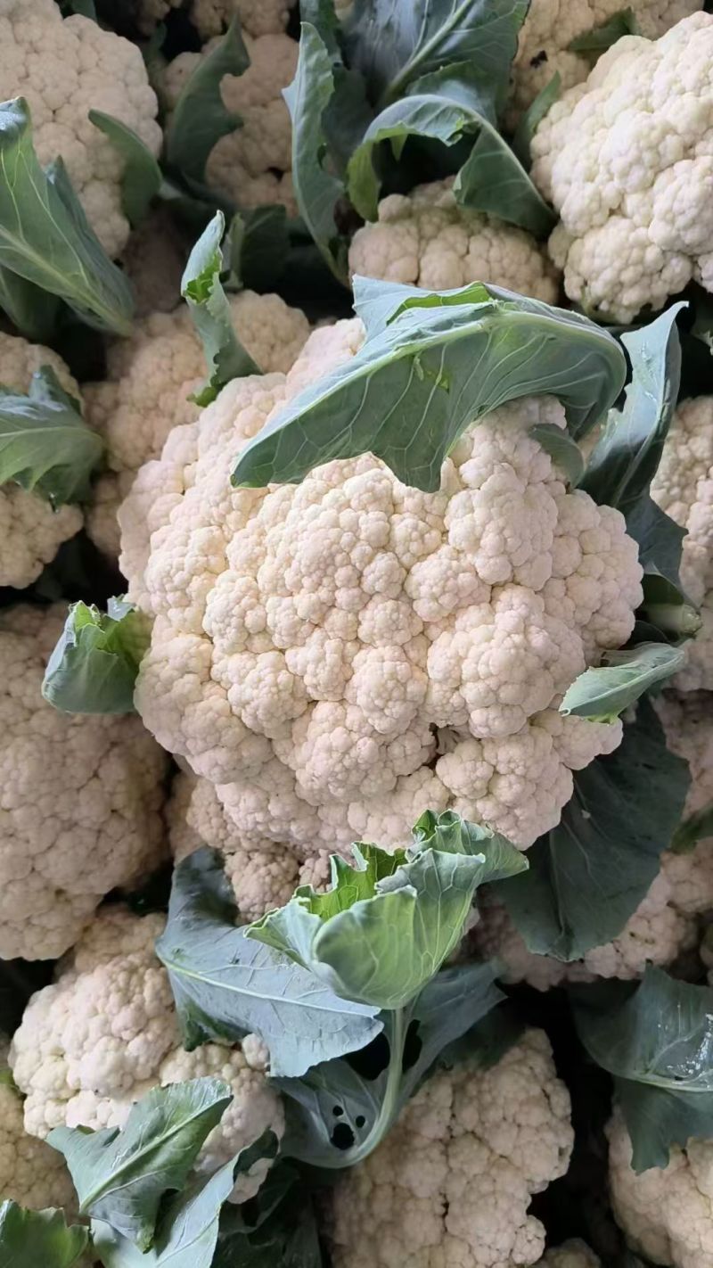 山东聊城精品菜花/松花菜/量大价优/可视频看货/欢迎咨询