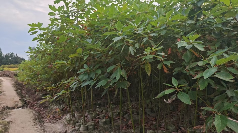 檫木杯苗，产地一手货源量大优惠，成活率高，欢迎合作