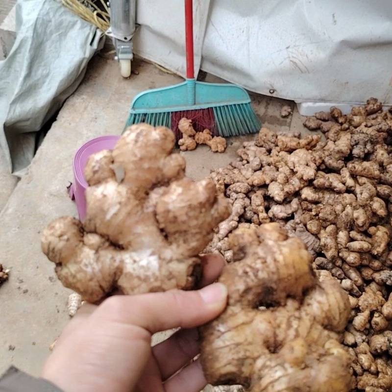 贵州镇宁二黄姜小黄姜姜母
