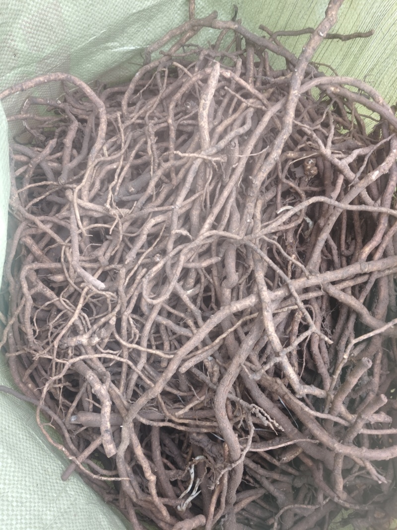 青皮大通草