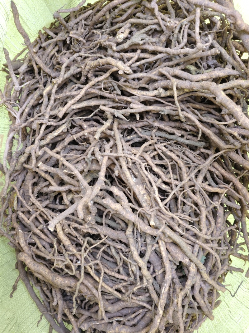 青皮大通草
