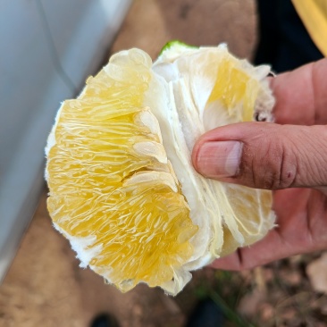 云南哀牢山脉爆汁翡翠柚皮薄肉多汁水足来自太阳山