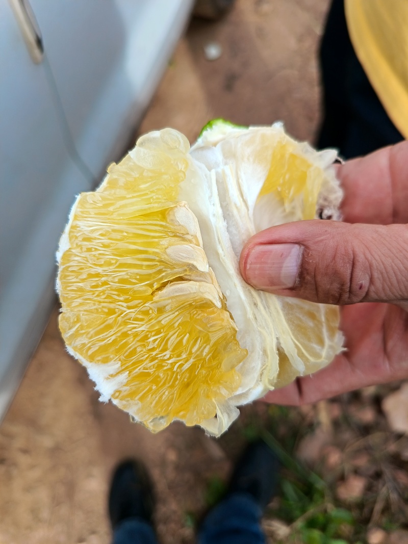 云南哀牢山脉爆汁翡翠柚皮薄肉多汁水足来自太阳山