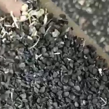 大量出售大葱籽