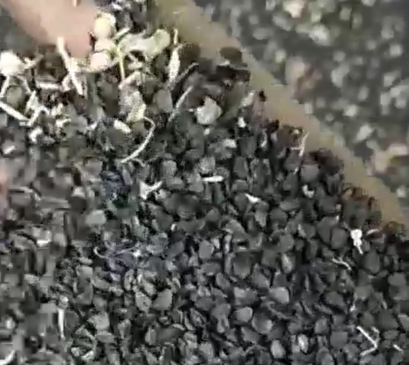 大量出售大葱籽