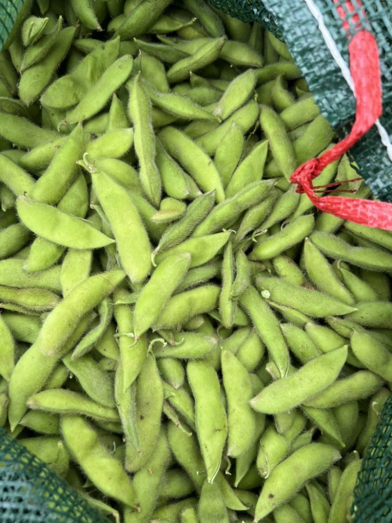基地常年供应大青豆，小寒王，86